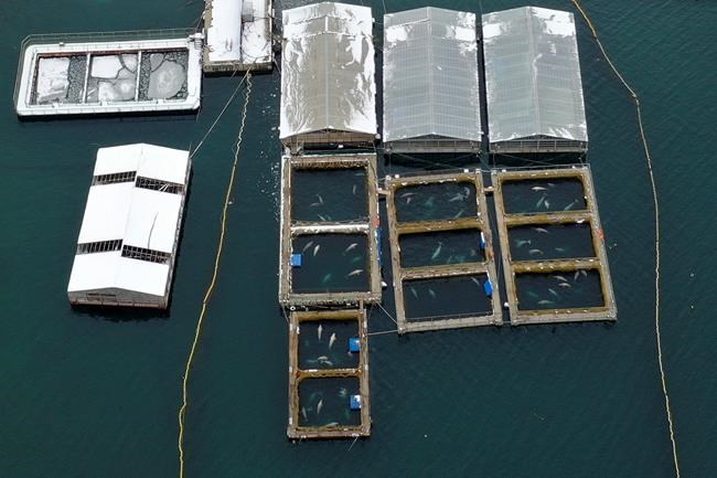 Russia plans to free almost 100 captured whales | iNFOnews.ca