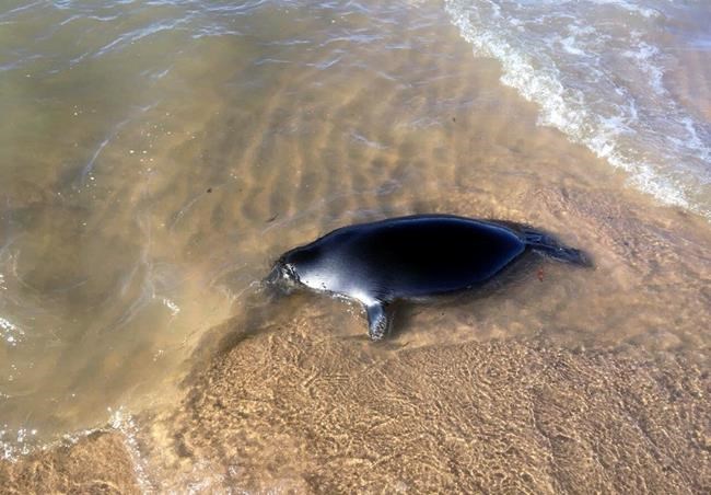 Russia investigates whether 141 dead seals starved to death | iNFOnews.ca