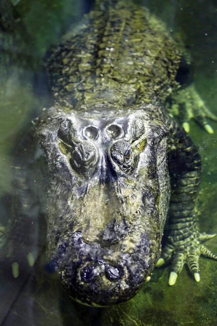 Alligator rumoured to have been Hitler's dies in Moscow | iNFOnews.ca