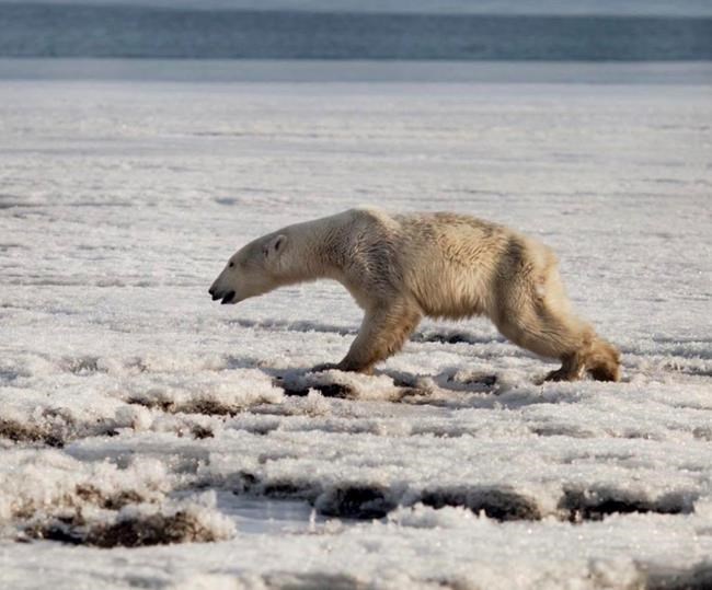 Polar bear gets lost in Russia, hundreds of miles from home | iNFOnews.ca