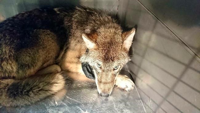 Animal saved from icy Estonian river turns out to be a wolf | iNFOnews.ca Animal saved from icy Estonian river turns out to be a wolf | iNFOnews.ca