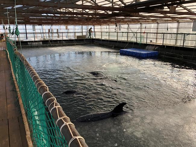 Russian activists raise alarm about captured whales | iNFOnews.ca Russian activists raise alarm about captured whales | iNFOnews.ca