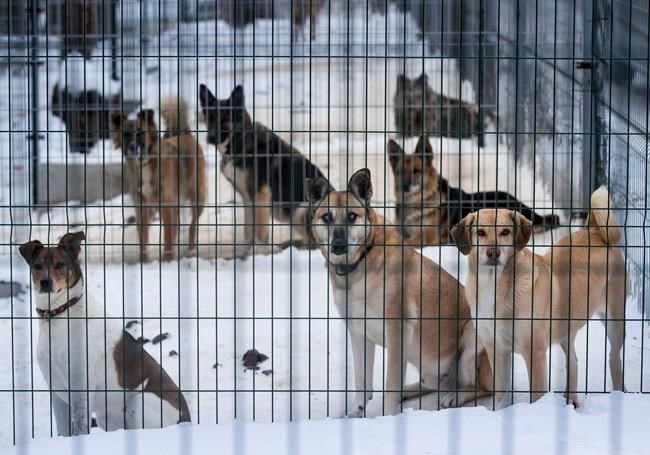 New app lets dog lovers swipe right for perfect pet match | iNFOnews.ca New app lets dog lovers swipe right for perfect pet match | iNFOnews.ca