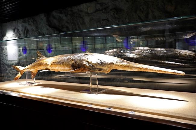 China mourns native paddlefish scientists say is now extinct | iNFOnews.ca China mourns native paddlefish scientists say is now extinct | iNFOnews.ca