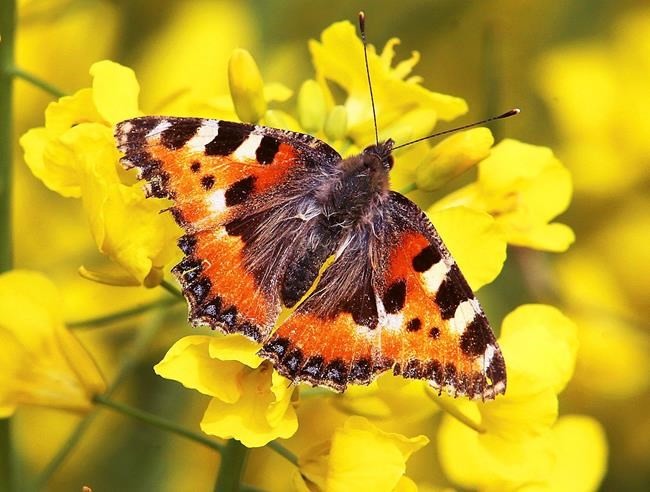 Where's the buzz? German study finds dramatic insect decline | iNFOnews.ca Where's the buzz? German study finds dramatic insect decline | iNFOnews.ca