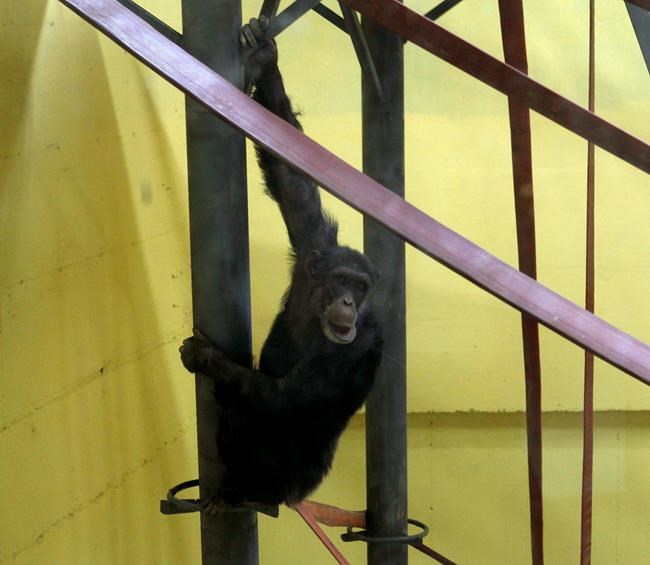 Skopje zoo's chimp returns after recovering from depression | iNFOnews.ca