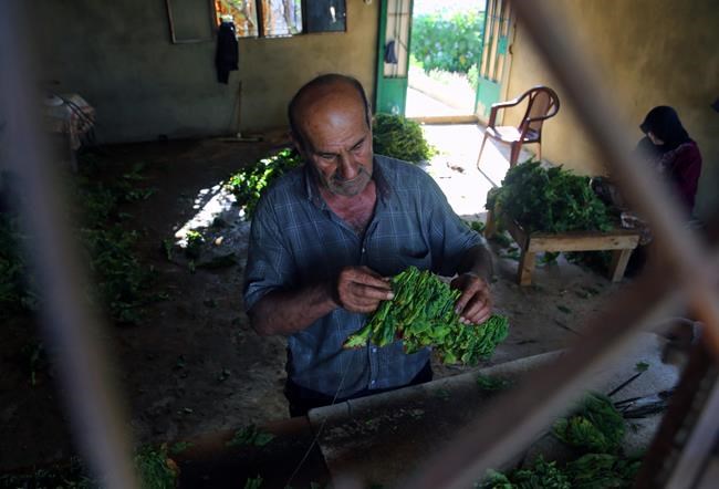 Because of Syrian war, Lebanon's tobacco industry is booming | iNFOnews.ca