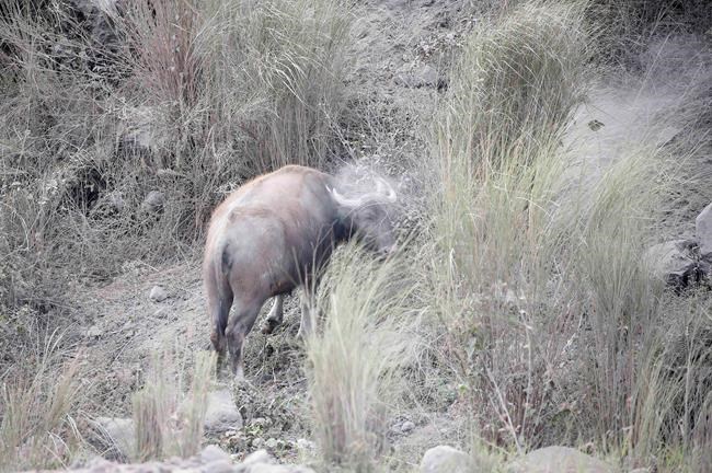 Philippines braces for long emergency as volcano erupts | iNFOnews.ca
