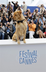 Nouvelle Wag: "White God" horror-thriller wins Palm Dog, Cannes' top canine prize | iNFOnews.ca Nouvelle Wag: "White God" horror-thriller wins Palm Dog, Cannes' top canine prize | iNFOnews.ca