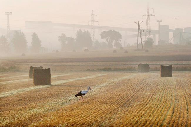 White storks leave Polish nests early after hot, dry summer | iNFOnews.ca White storks leave Polish nests early after hot, dry summer | iNFOnews.ca