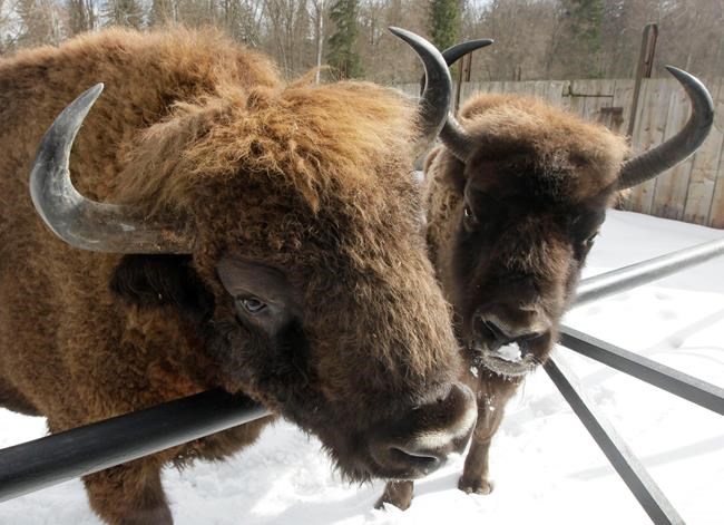 Environmentalists protest hunting bison plan in Poland | iNFOnews.ca