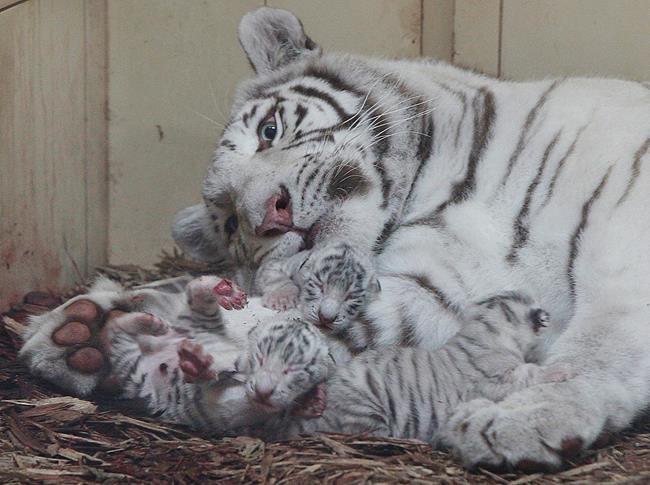 4 white lions, 3 white tigers born in zoo in Poland | iNFOnews.ca