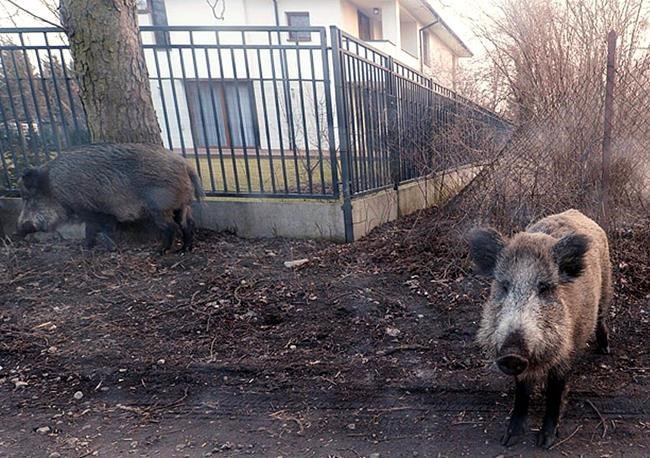 Poles protest govt plan for mass slaughter of wild boars | iNFOnews.ca Poles protest govt plan for mass slaughter of wild boars | iNFOnews.ca