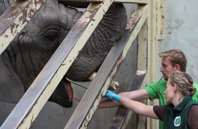 Warsaw zoo testing effect of hemp oil on elephants' stress | iNFOnews.ca