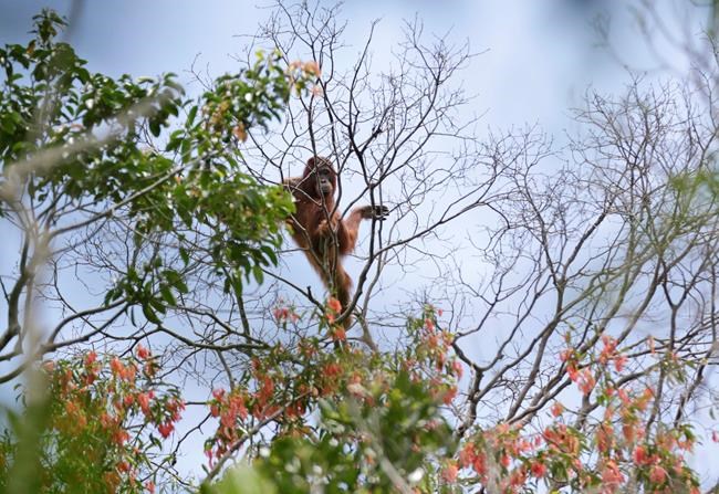 Borneo's orangutan population plunged by 100,000 since 1999 | iNFOnews.ca