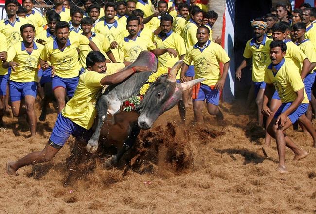 Thousands demand lifting ban on bull-taming sport in India | iNFOnews.ca
