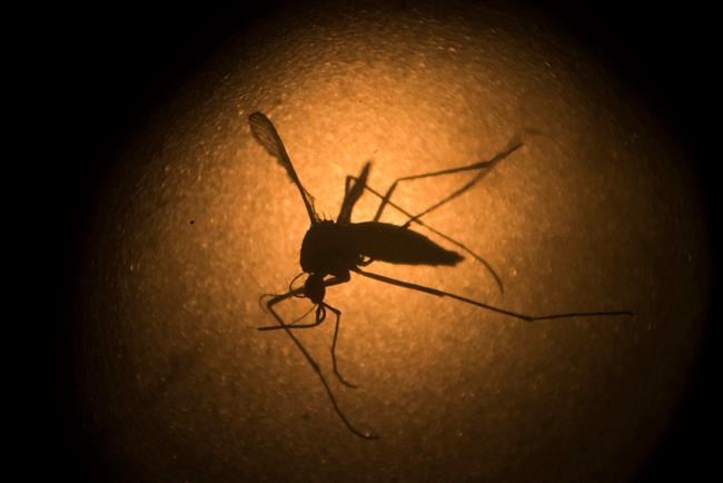 India reports its first 3 cases of the Zika virus | iNFOnews.ca
