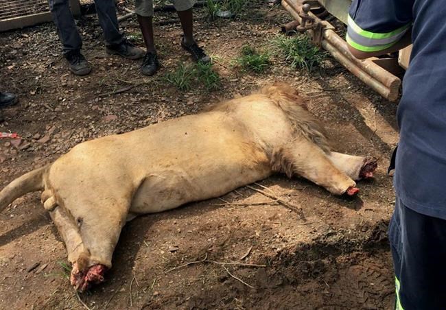 3 lions decapitated in South Africa, likely for medicine | iNFOnews.ca 3 lions decapitated in South Africa, likely for medicine | iNFOnews.ca