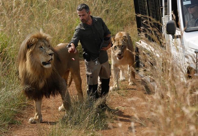 Lion kills woman at refuge of South African 'lion whisperer' | iNFOnews.ca