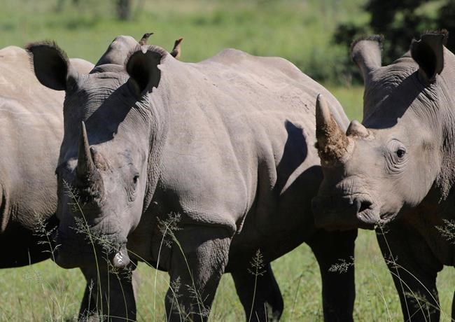 Despite poaching, South Africa plans for rhino horn trade | iNFOnews.ca Despite poaching, South Africa plans for rhino horn trade | iNFOnews.ca