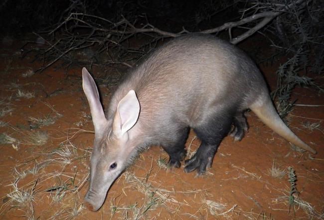 Study finds aardvarks suffering as African climate heats up | iNFOnews.ca Study finds aardvarks suffering as African climate heats up | iNFOnews.ca