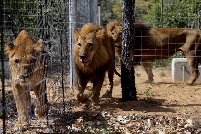 2 lions, freed from circuses, are poached in South Africa | iNFOnews.ca