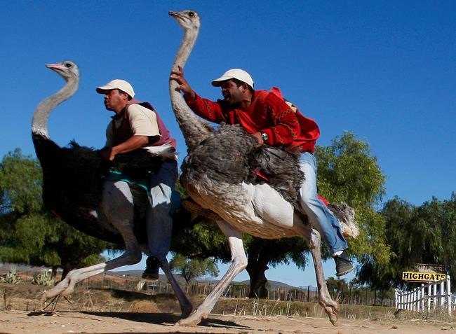 Bird-riding loses lustre in South Africa's ostrich capital | iNFOnews.ca CP1952980517