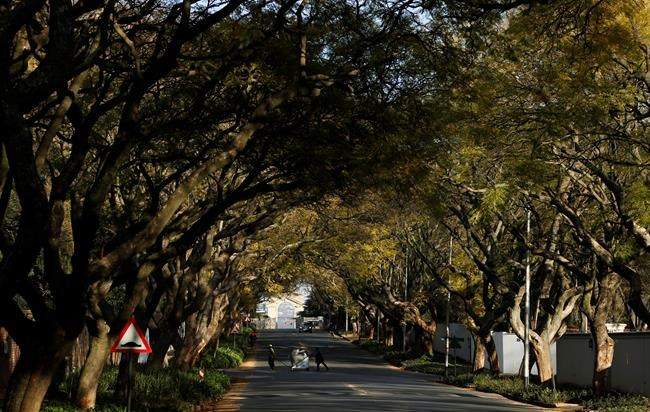 One of world's top urban forests threatened by tiny beetle | iNFOnews.ca