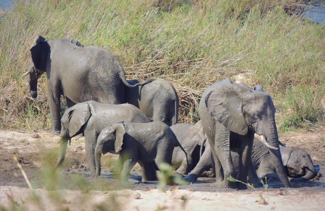 Countries agree to limit sales of elephants to zoos | iNFOnews.ca CP260704577