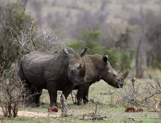 South Africa moves ahead on domestic trade in rhino horn | iNFOnews.ca