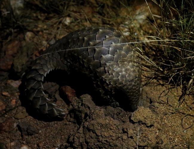 In South Africa, plans for a refuge for pangolins in peril | iNFOnews.ca