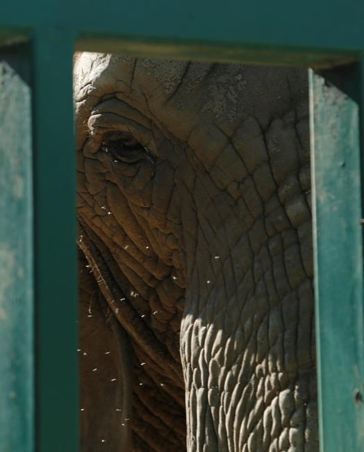 Should Johannesburg Zoo's last elephant stay or go? | iNFOnews.ca Should Johannesburg Zoo's last elephant stay or go? | iNFOnews.ca