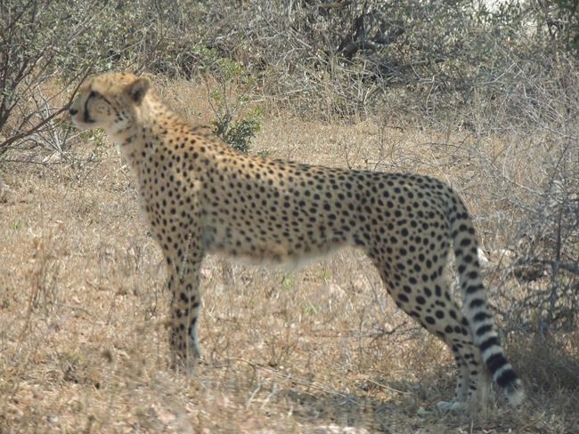Cheetah numbers decline as African habitat shrinks | iNFOnews.ca