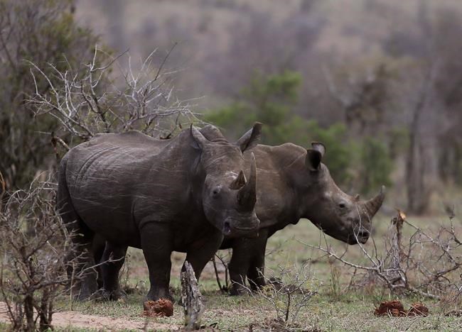 South African rhino breeder readies online auction of horns | iNFOnews.ca South African rhino breeder readies online auction of horns | iNFOnews.ca