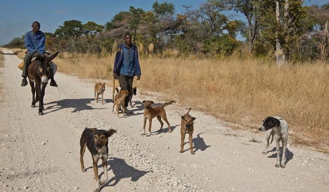 Angola slowly opens to conservationists after long civil war | iNFOnews.ca CP298101803