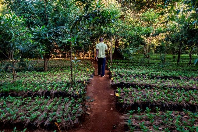 Coffee and conservation: Mozambique tries both on a mountain | iNFOnews.ca