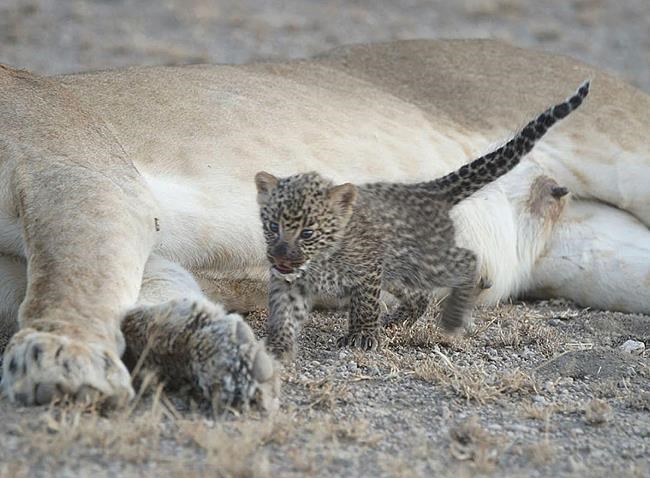 'Unique:' Lion seen nursing leopard cub in Tanzania | iNFOnews.ca