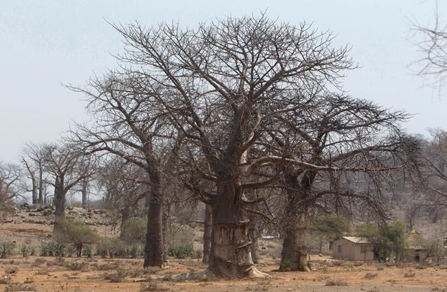 Africa's iconic baobab trees dying off at alarming rate | iNFOnews.ca Africa's iconic baobab trees dying off at alarming rate | iNFOnews.ca