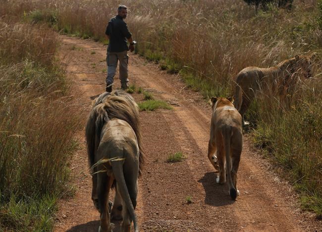 Correction: South Africa-Lion Whisperer story | iNFOnews.ca Correction: South Africa-Lion Whisperer story | iNFOnews.ca