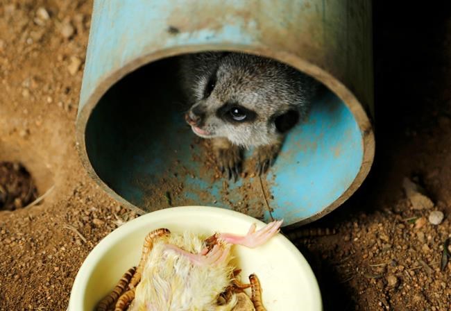 Johannesburg wildlife clinic saves animals hurt in city | iNFOnews.ca Johannesburg wildlife clinic saves animals hurt in city | iNFOnews.ca