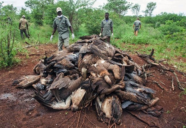 87 endangered vultures poisoned by poachers in Mozambique | iNFOnews.ca