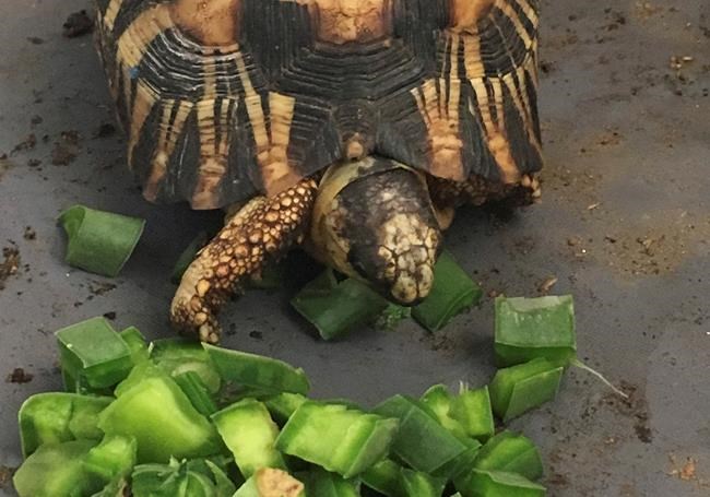 Over 10,000 endangered tortoises are rescued in Madagascar | iNFOnews.ca