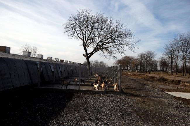 Serbian inmates care for stray dogs while serving time | iNFOnews.ca Serbian inmates care for stray dogs while serving time | iNFOnews.ca