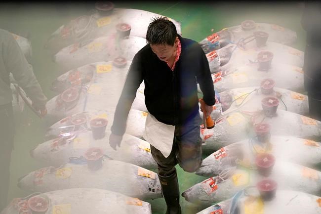 New Tokyo fish market starts traditionally with tuna auction | iNFOnews.ca New Tokyo fish market starts traditionally with tuna auction | iNFOnews.ca