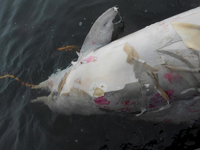 Brazilian environmentalists studying deaths of dolphins | iNFOnews.ca Brazilian environmentalists studying deaths of dolphins | iNFOnews.ca