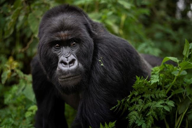 Intense monitoring and care lift mountain gorilla numbers | iNFOnews.ca Intense monitoring and care lift mountain gorilla numbers | iNFOnews.ca