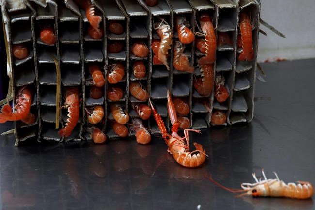 Promises of Brexit bonanza look fishy for seafood industry | iNFOnews.ca