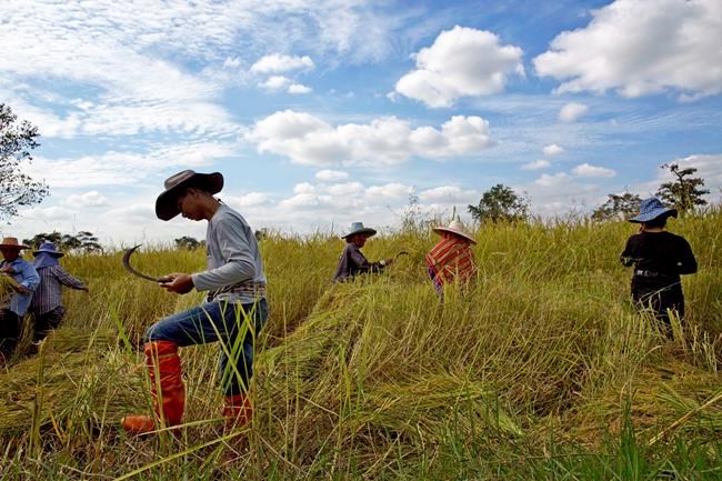 Thai junta fines ex-PM for last rice subsidy, funds another | iNFOnews.ca Thai junta fines ex-PM for last rice subsidy, funds another | iNFOnews.ca