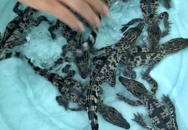 Rare crocodile eggs hatched at Cambodian conservation centre | iNFOnews.ca Rare crocodile eggs hatched at Cambodian conservation centre | iNFOnews.ca