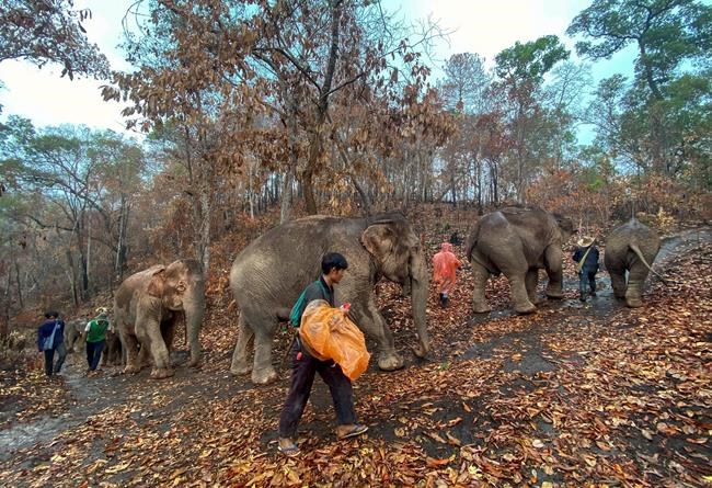 Thai elephants, out of work due to coronavirus, trudge home | iNFOnews.ca